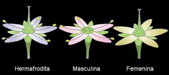 Diferencias entre una flor bisexual y unisexual